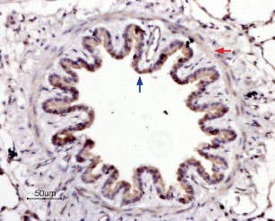 Anti-PAR4 (F2RL3) (extracellular) Antibody