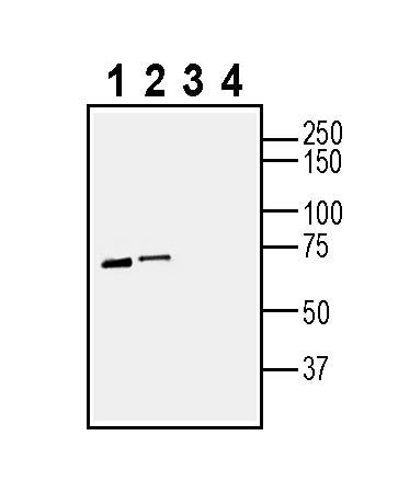 Anti-PAR1 (F2R) (extracellular) Antibody