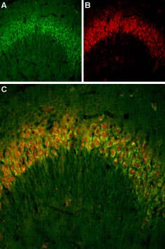 Anti-PTH2R (extracellular)-ATTO Fluor-488 Antibody