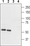 Anti-PTH2R (extracellular) Antibody