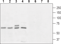 Anti-PrRP Receptor (GPR10) Antibody - Carrier Free