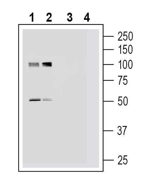 Platelet-activating factor receptor (extracellular) Blocking Peptide