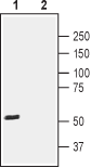 CRTH2/GPR44 (extracellular) Blocking Peptide