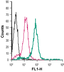 Anti-Prostaglandin E Receptor EP2/PTGER2 (extracellular)-FITC Antibody