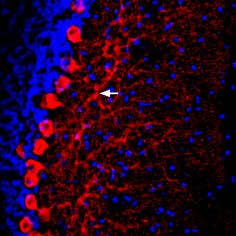 Anti-Prostaglandin E Receptor EP2/PTGER2 (extracellular) Antibody
