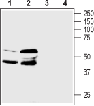 Prostaglandin E Receptor EP3/PTGER3 Blocking Peptide