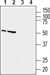 Prostaglandin E Receptor EP4/PTGER4 Blocking Peptide