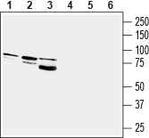 Anti-Prostaglandin F2-α Receptor/PTGFR Antibody - Carrier Free