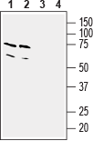 Thromboxane A2 Receptor Blocking Peptide