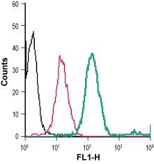 Anti-Plexin-A1 (extracellular)-FITC Antibody