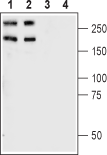 Anti-Plexin-A1 (extracellular) Antibody - Carrier Free