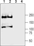 Anti-Plexin-A2 (extracellular) Antibody - Carrier Free