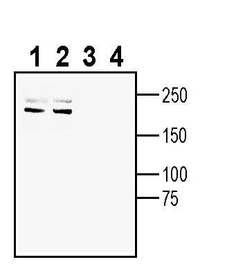 Anti-Plexin-A4 (extracellular) Antibody - Carrier Free