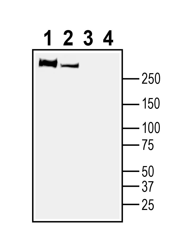 Anti-Plexin-B1 (extracellular) Antibody - Carrier Free