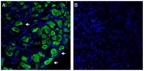 Anti-Plexin-C1 (extracellular) Antibody
