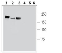 Plexin-C1 (extracellular) Blocking Peptide