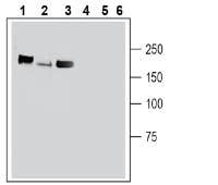 Plexin-C1 (extracellular) Blocking Peptide