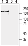 Plexin-A3 (extracellular) Blocking Peptide