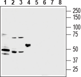 Anti-P2Y2 Receptor (extracellular) Antibody - Carrier Free
