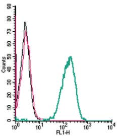 Anti-P2Y13 Receptor (extracellular) Antibody