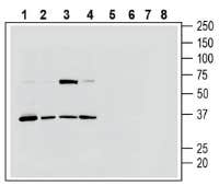 Anti-P2Y13 Receptor (extracellular) Antibody