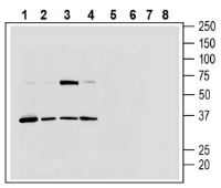 P2Y13 Receptor (extracellular) Blocking Peptide