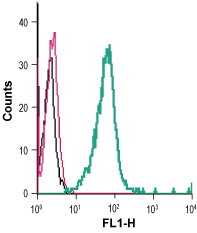 Anti-P2Y6 Receptor (extracellular)-FITC Antibody