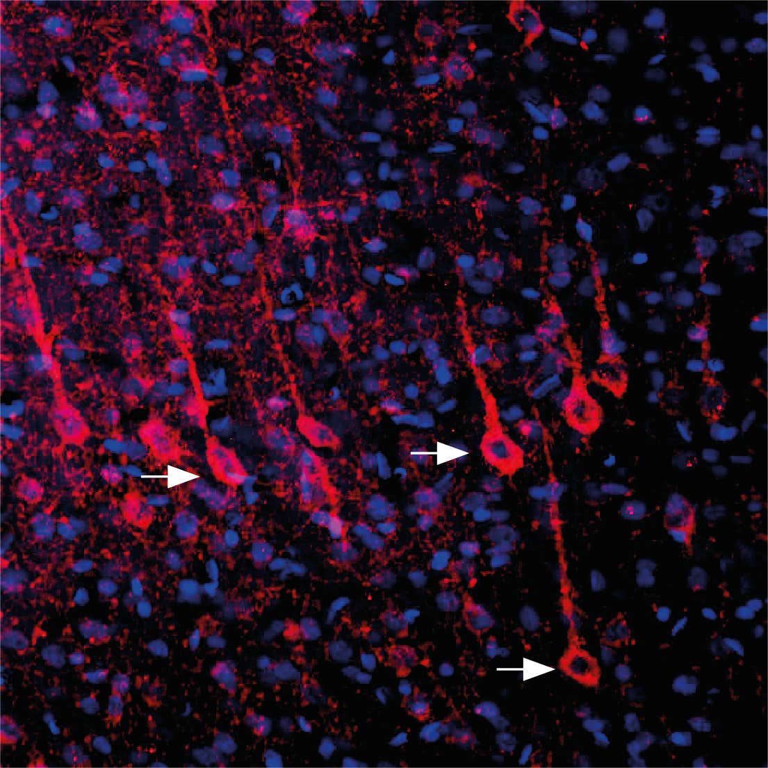 Anti-P2Y6 Receptor (extracellular) Antibody