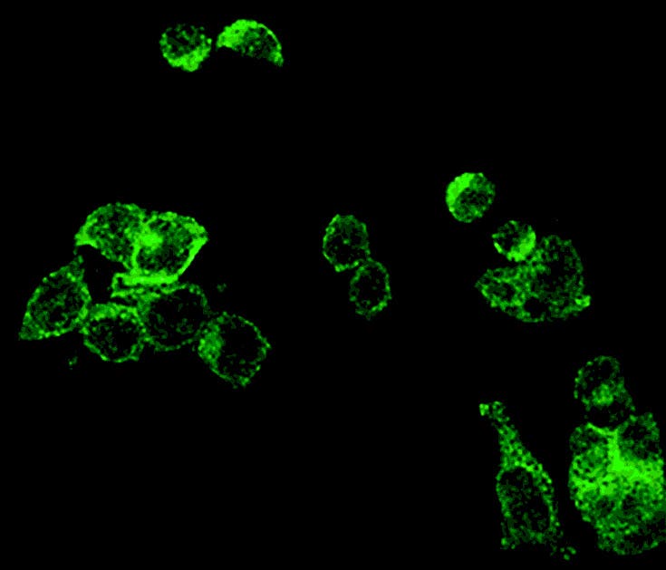 Anti-P2X7 Receptor (Splice variant B) Antibody