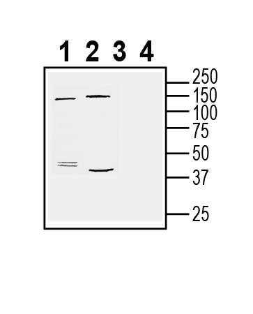 P2X7 Receptor (Splice variant B) Blocking Peptide