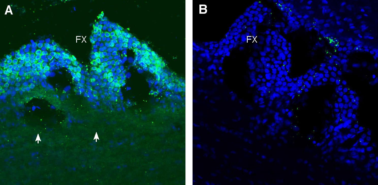 Anti-PepT2/SLC15A2 (extracellular) Antibody