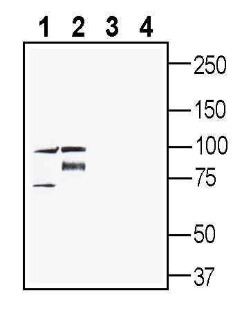 PepT2/SLC15A2 (extracellular) Blocking Peptide