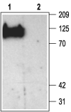 PSD-93 Blocking Peptide