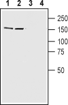 Anti-Caspr2 Antibody - Carrier Free