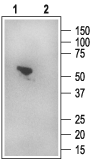 Anti-NHERF-1/EBP50 Antibody - Carrier Free