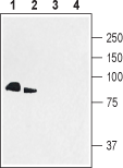 PSD-95 Blocking Peptide