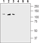 SAP-97/DLG1 Blocking Peptide