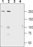 Shank1 Blocking Peptide
