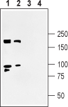 Shank3 Blocking Peptide