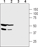 Anti-PICK1 Antibody - Carrier Free
