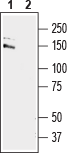 Anti-GRIP1 Antibody