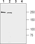 Kidins220 Blocking Peptide