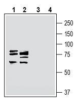 Cortactin Blocking Peptide