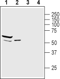 α1-Syntrophin/SNTA1 Blocking Peptide