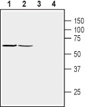 Anti-β1-Syntrophin (SNTB1) Antibody