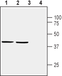 Homer1 Blocking Peptide