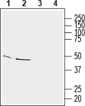 Homer3 Blocking Peptide