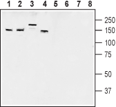 Anti-AKAP150 Antibody