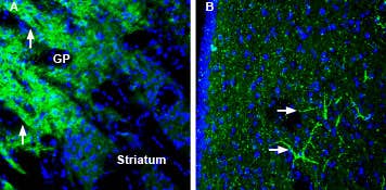 Anti-SynGAP Antibody