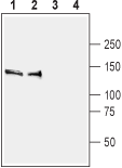 Anti-SynGAP Antibody - Carrier Free